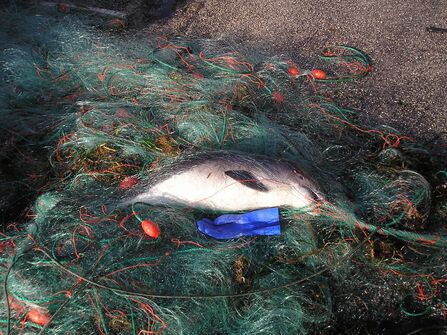 Harbour porpoise caught in a fishing net