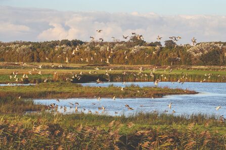 Trimley Marshes