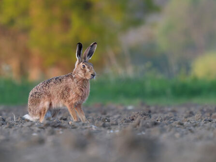 Brown hare