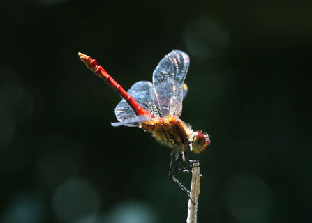 Common darter