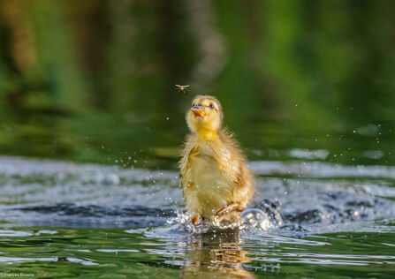 Duckling