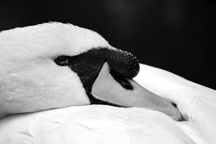 Mute swan