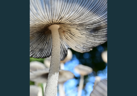 Pleated inkcap