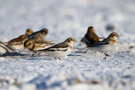 Snow buntings in winter