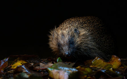 Hedgehog at night