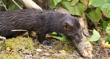 American mink - Tom Hibbert