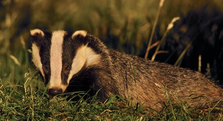 Badger - Andrew Parkinson/2020VISION