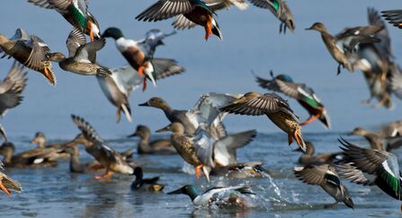 Flock of shovelers (Anas clypeata), gadwalls (Anas strepera) and teal (Anas crecca) - Bertie Gregory/2020VISION
