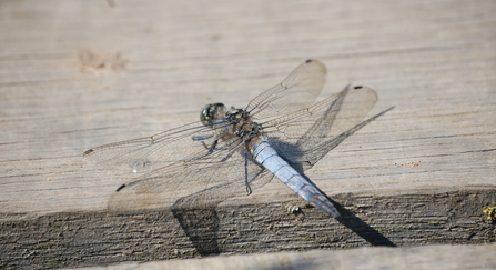 Black-tailed skimmer by Scott Petrek