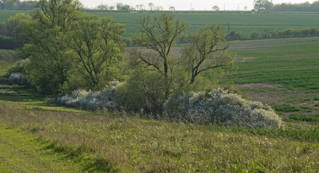 Blackthorn scrub Chris Gomersall/2020VISION