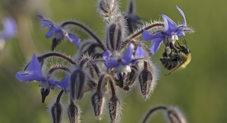 Common carder bee on borage - Chris Gomersall/2020VISION