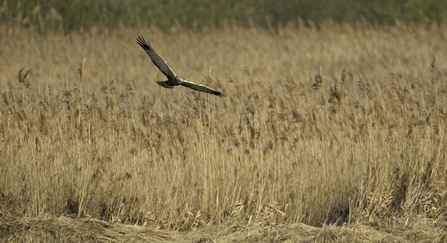 Marsh harrier - Chris Gomersall/2020VISION