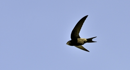 Swift - David Tipling/2020VISION
