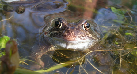 Common frog 