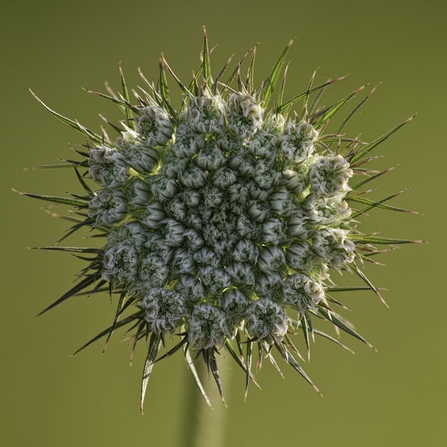 Wild Carrot- Guy Edwardes/2020VISION