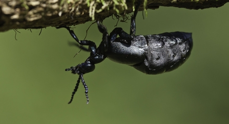 Oil Beetle - Guy Edwardes