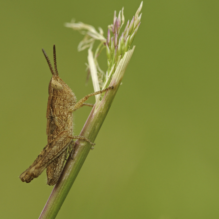 Field grasshopper Chorthippus brunneus - Dawn Monrose