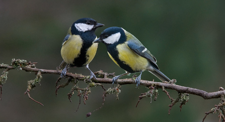 Great tits by Bob Coyle