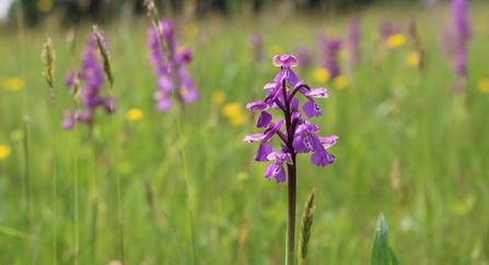 Green-winged orchid - Lianne de Mello