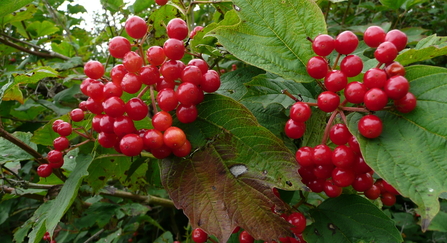 Guelder rose - Karen Lloyd