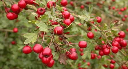 Hawthorn berries - Philip Precey