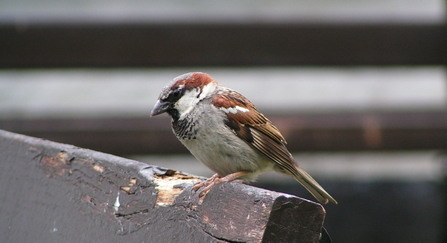 House sparrow by Richard Burkmar