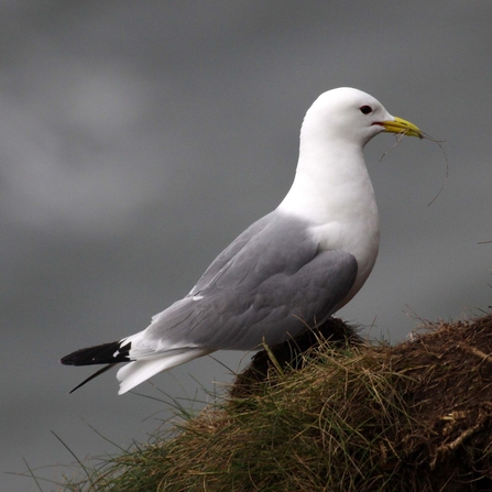 Kittiwake - Margaret Holland