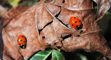Ladybirds - Amy Lewis