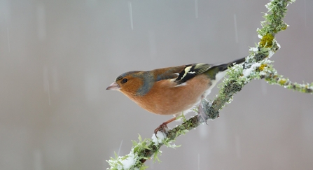 Chaffinch by Mark Hamblin/2020VISION