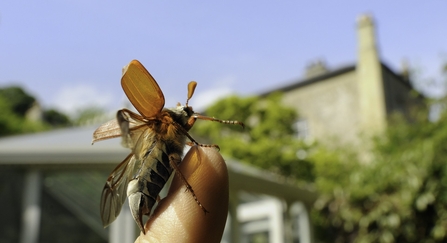 Common cockchafer - Nick Upton