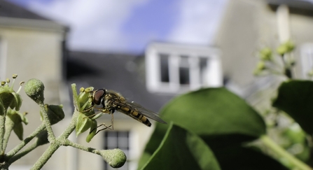 Marmalade hoverfly feeding on Ivy flower - Nick Upton/2020VISION