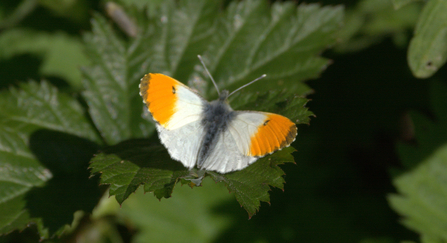 Orange tip