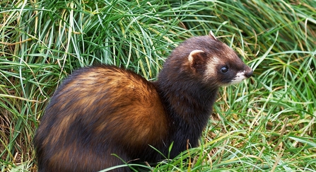 Polecat - Elliot Smith Suffolk Wildlife Trust