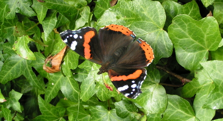 Red admiral butterfly on ivy - Richard Burkmar