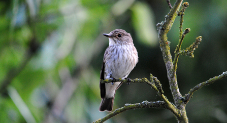 Spotted flycatcher - Amy Lewis