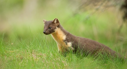 Pine marten - Terry Whittaker/2020VISION Suffolk Wildlife Trust