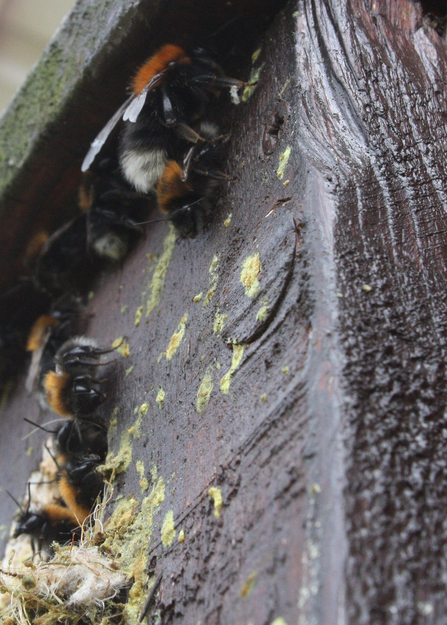 Tree bumblebee- Alan Wright