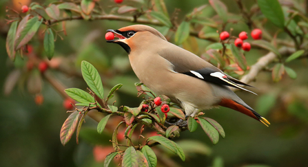 Waxwing - Jon Hawkins