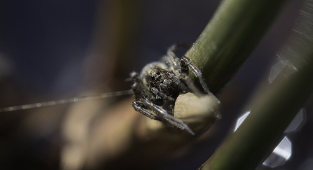 Wolf spider - Chris Lawrence 