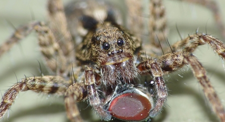 Wolf spider - Janet Packham