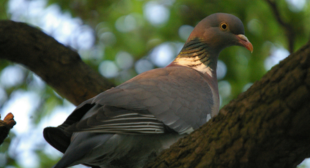 Wood pigeon by Neil Aldridge