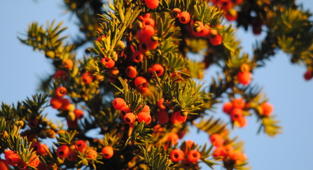 Yew berries - Amy Lewis