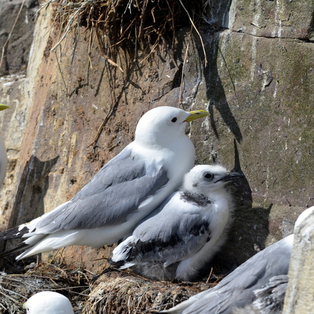 Kittiwakes - Adam Jones