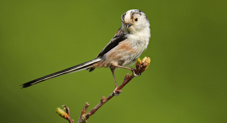 Long tailed tit by Jon Hawkins