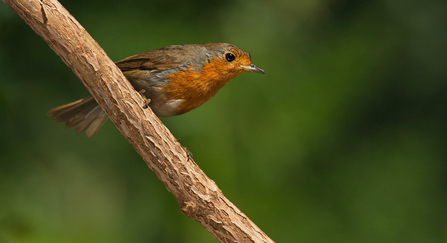 Robin by Neil Ardridge