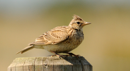 Skylark by Amy Lewis