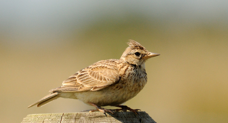 Skylark - Amy Lewis