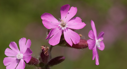 Red campion - Vaughn Matthews