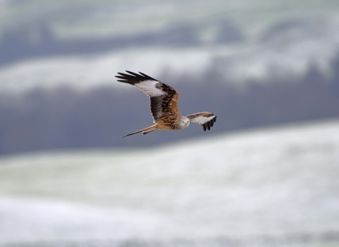 Red kite in flight
