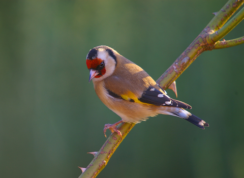 Goldfinch